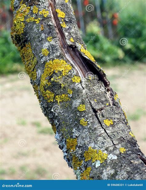 Tronco De árvore Com O Fungo Amarelo Do Musgo Imagem de Stock Imagem