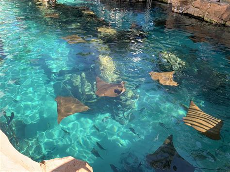 A revolutionary concept that allows you to enjoy a holistic view of gamuda cove's discovery park in all its beauty 40 metres up in air. Ultimate Guide to Discovery Cove in Orlando - Kim and Carrie