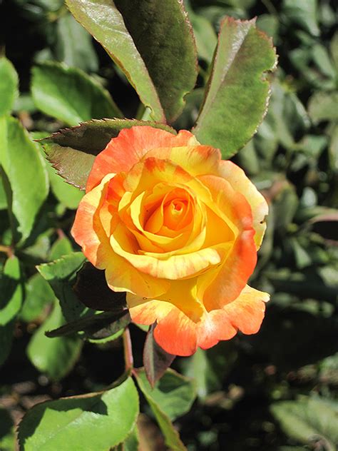 Explore our exclusive flowers for birthday, anniversary, valentine's day. Chihuly Rose (Rosa 'Chihuly') in Columbus Dublin Delaware ...