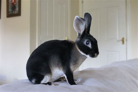 19 Mini Rex Rabbit For Sale In Iowa Best Stockclearancesale