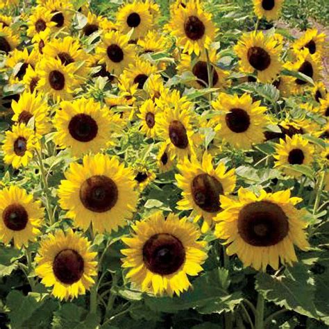 Sunflower Seed Sunflower Sunspot Dwarf Flower Seeds LB Walmart Com