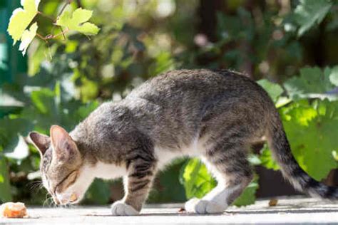 Karena, penyebab muntah pada kucing bisa sangat beragam. 13 Cara Merawat Kucing Muntah Cacing Agar Cepat Sembuh ...