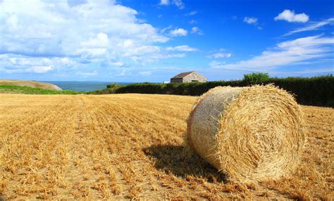 Wallpaper Hay Field Sky Straw Agriculture Crop Harvest Grass