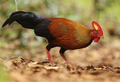 Sri Lanka Junglefowl Poultry Farm Chicken Breeds Bird