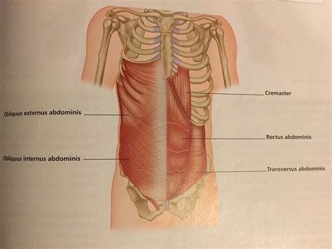 Inflammatory tumor, inflammatory tumor, conglomerate of losely fixed to one another tissues around the appendix with participation of parietal peritoneum, big omentum, caecum, small intestin. What is Rib Flare and Exercises to Help | Flares, Exercise, Muscle fitness