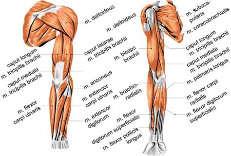 Overview Of Muscles In The Human Arm Back Front View Download Scientific Diagram