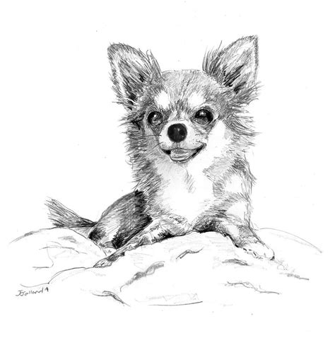 Chihuahua Long Coat Pencil Drawing By J Jalland Animal Drawings