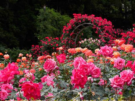 Are Roses Deer Resistant And How To Protect Your Roses From Deer