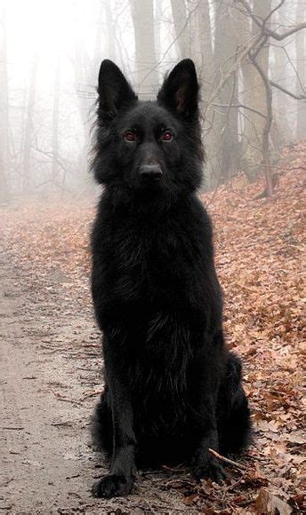 All Black German Shepherd Wolf Mix