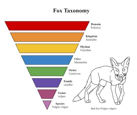 Fox Species Taxonomy Chart Edrawmax Edrawmax Templates