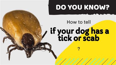How To Tell If Your Dog Has A Tick Or Scab This Is Important