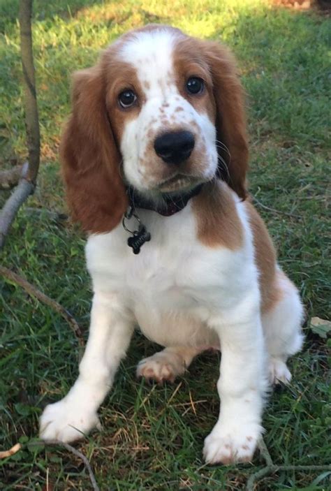 47 best Welsh Springer Spaniel images on Pinterest | Dog ...