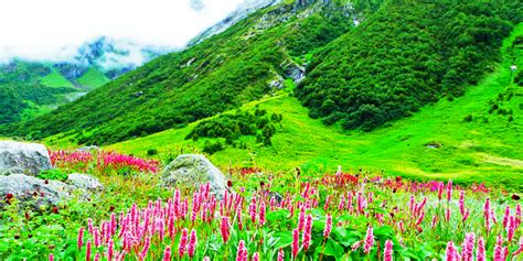 Valley of flowers is a world heritage site. Why Valley of Flowers is a MUST visit this Monsoon ...