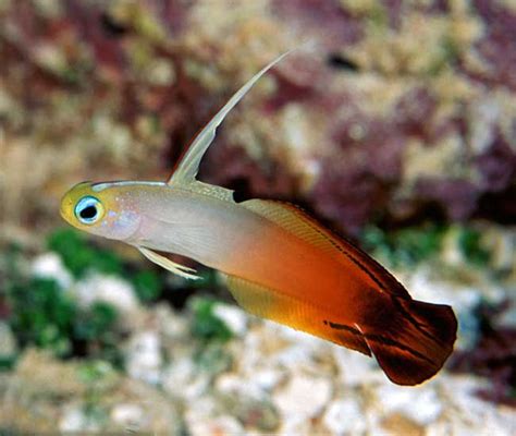 Nemateleotris Magnifica M Ryby Żywe Zwierzęta Morskie Produkty