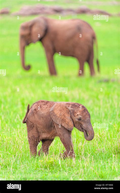 A Mother And Baby African Elephant Loxodonta Africana Seen On The