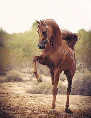 Black arabian horses of birch park black arabians. Pet News | January 16, 2013 | Sonoran News