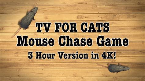 Tv For Cats Mouse Chase Game 3 Hours In 4k Youtube