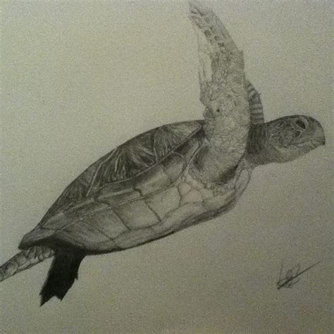 Loggerhead Sea Turtle Drawing At Getdrawings Free Download