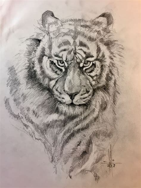 Dibujo a lápiz cabeza de tigre por Francisco Javier Abellán Atenza