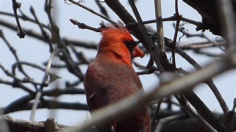 Male Cardinal Continues Singing Youtube