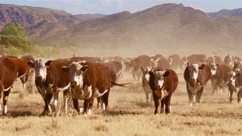 Drought Forces 500000 Nt Cattle To Be Trucked Out Nt News
