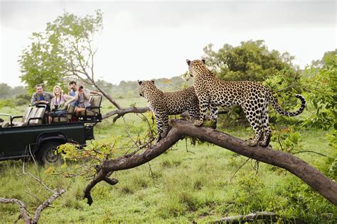 크루 거 국립 공원 남아프리카 공화국 완전한 가이드
