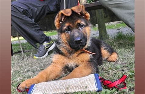 23 German Shepherd Dog Training L2sanpiero