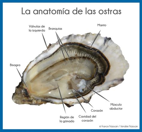 anatomía de las ostras ¡aprende más sobre ellas la ostrería