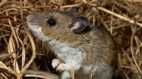 Hantavirus Case Reported In Washoe County Tips On How To Protect Yourself