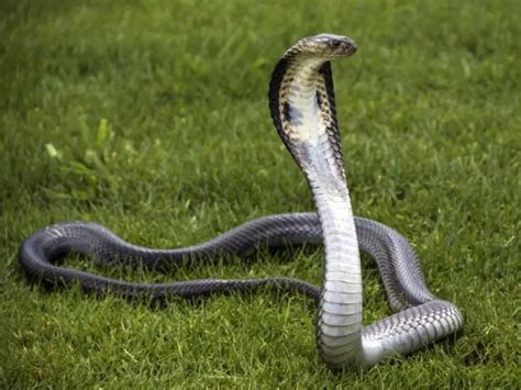 Identifying Different Types Of Cobras A Guide For Snake Enthusiasts