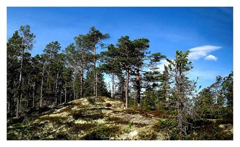 Norwegian Forest By Bjørn Johan Kirksæther