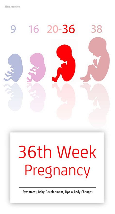 161 Best Images About Pregnancy Week By Week On Pinterest Week By