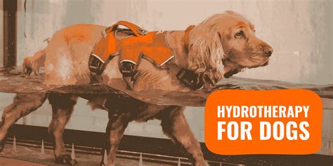 Hydrotherapy For Dogs Guide Benefits Risks And Cost