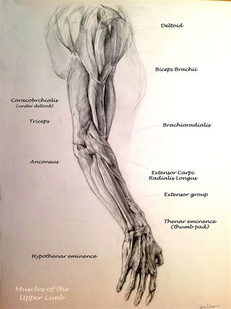 School Anatomy Studies Arm Muscles Anatomy Study Anatomy Arm Muscles