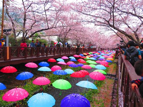 wisata romantis musim semi di jinhae korea