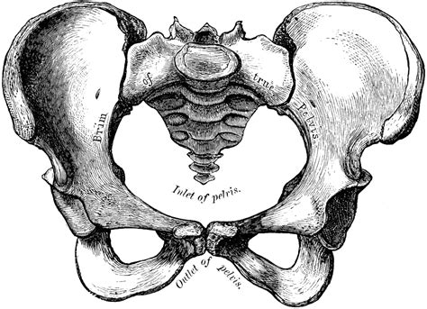 Diagram Of A Pelvic Bone