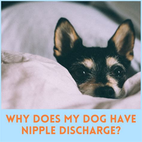 Why Does My Female Puppy Have Discharge