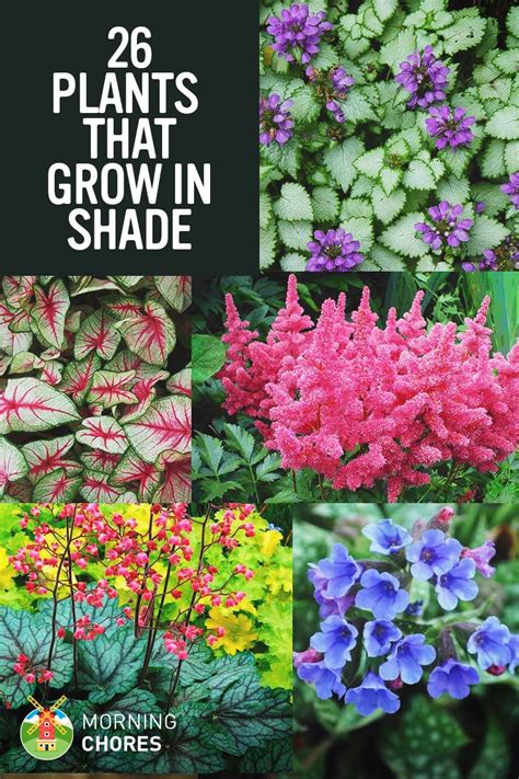 Best Garden Plants For Shaded Areas