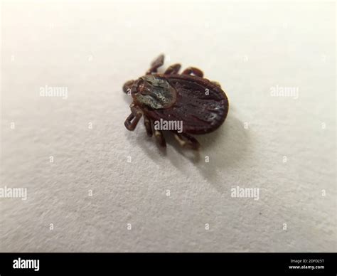 This Adult Dog Tick Or Dermacentor Variabilis Was Collected In