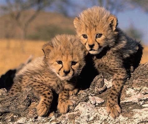 Animals Plants Rainforest Baby Cheetah Facts And Information