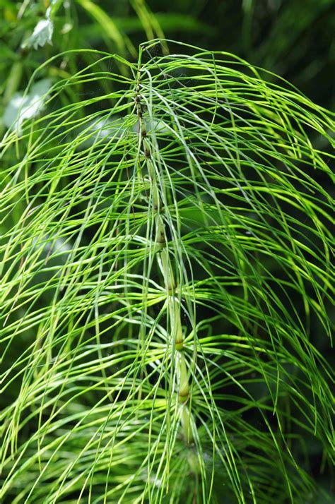 Bsbi News And Views Great Horsetail Another Great Id Video