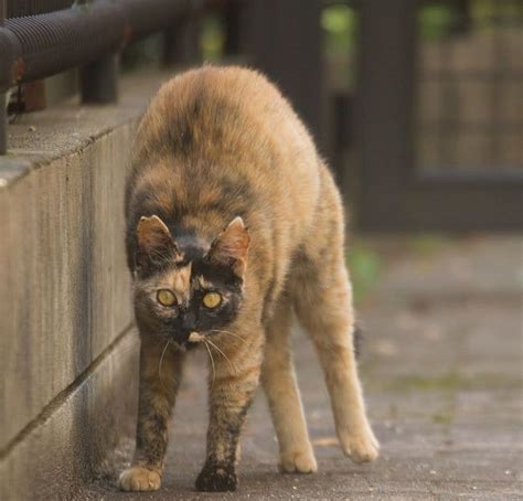 13 Stunning Photos Of Tokyos Stray Cats