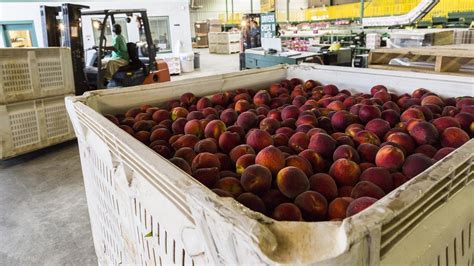 Unseasonable Winter Weather Takes A Bite Out Of Georgias Peach Crop