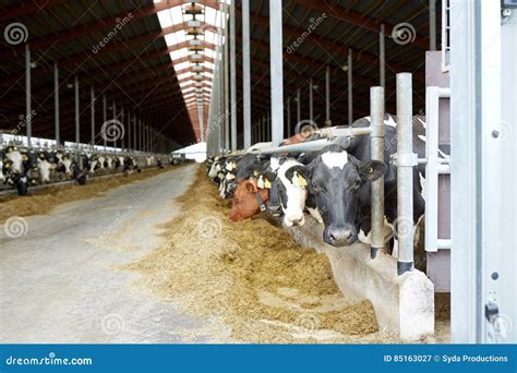 Herd Of Cows Eating Hay In Cowshed On Dairy Farm Stock Image Image Of Holstein Herd 85163027