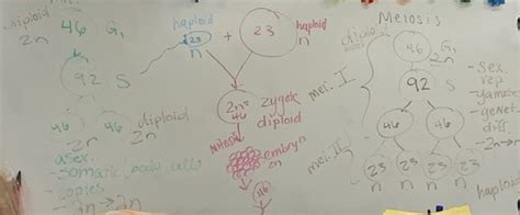 A key (must be attached to your project.) 3. Cell Reproduction: Mitosis and Meiosis - Mrs. Fairweather ...