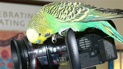 Budgies Make You Laugh Out Loud Channel 5