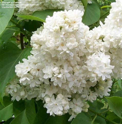 Heavenly Double White Lilac Lilacs Pinterest