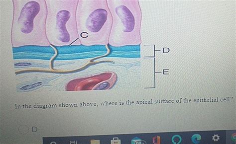 Solved D In The Diagram Shown Above Where Is The Apical