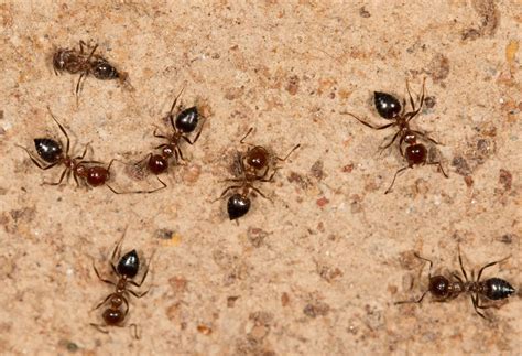 How To Get Rid Of Crazy Ants A Simple Guide Pestguide Org