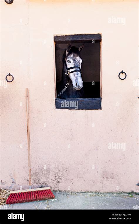 Horse Looking Out Stable Window Stock Photo Alamy